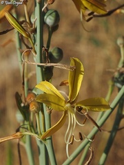Asphodeline brevicaulis