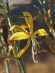 Asphodeline brevicaulis
