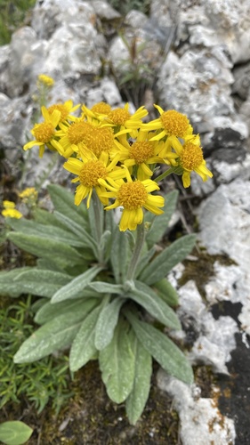 Field Fleawort