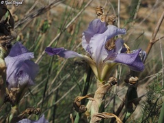 Iris mesopotamica