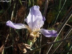 Iris mesopotamica