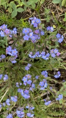 Myosotis lithospermifolia