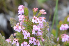 Erica mucronata