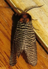 Graphelysia strigillata