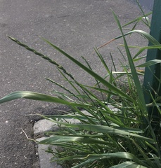Elymus repens