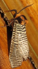 Graphelysia strigillata