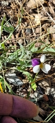 Viola hallii