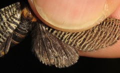 Graphelysia strigillata