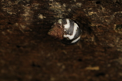 Echinolittorina peruviana