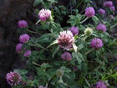 Trifolium pratense