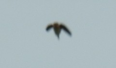 Petrochelidon fulva