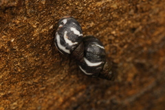Echinolittorina peruviana image
