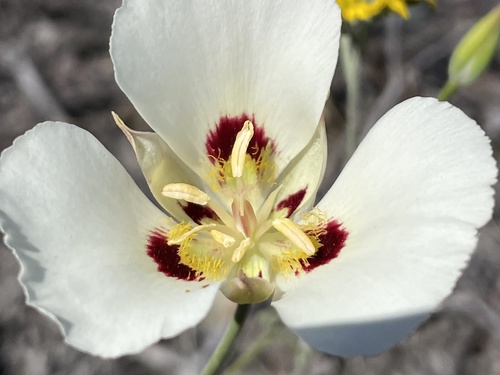 Dunn's mariposa lily (Calochortus dunnii)