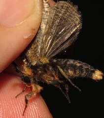 Graphelysia strigillata