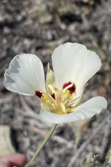 Calochortus dunnii