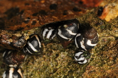 Echinolittorina peruviana