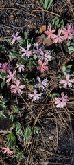 Silene hookeri