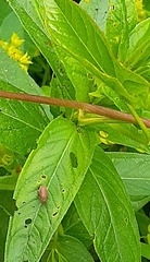 Galerucella calmariensis