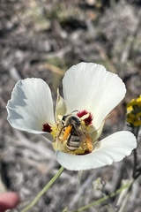 Calochortus dunnii