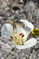 Calochortus dunnii
