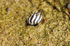 Echinolittorina peruviana