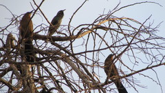 Quiscalus mexicanus