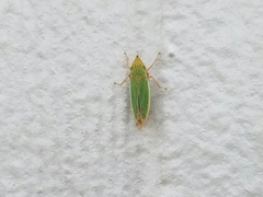 Draeculacephala balli