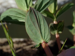 Hypericum tetrapterum