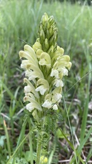 Pedicularis sibthorpii