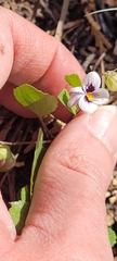 Viola cuneata