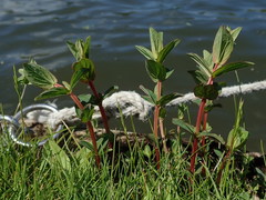 Hypericum tetrapterum