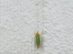 Draeculacephala balli