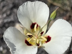 Calochortus dunnii