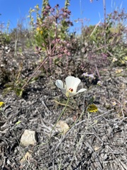 Calochortus dunnii