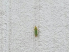 Draeculacephala balli