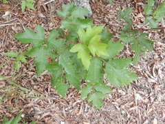 Toxicodendron radicans verrucosum