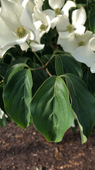 Cornus kousa