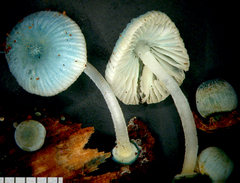 Mycena interrupta