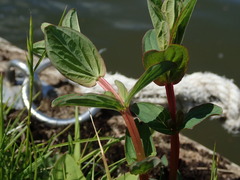 Hypericum tetrapterum