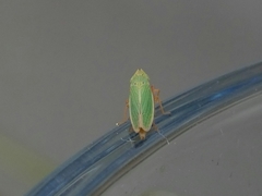 Draeculacephala balli