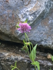 Knautia dipsacifolia