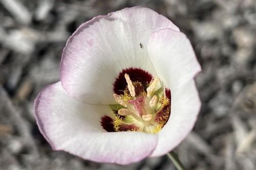 Dunn's mariposa lily (Calochortus dunnii)
