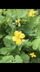 Chelidonium