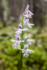 Galearis rotundifolia