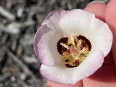 Calochortus dunnii