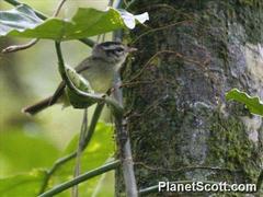 Basileuterus melanotis