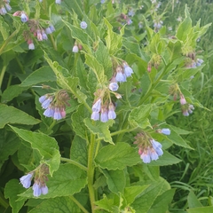 Symphytum caucasicum