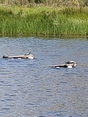 Actinemys marmorata pallida