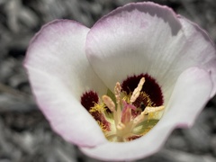 Calochortus dunnii
