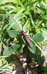 Aromia moschata ambrosiaca